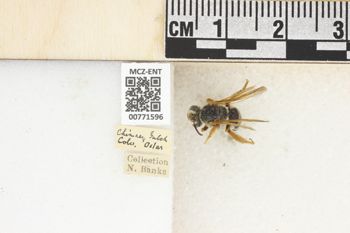 Media type: image;   Entomology 771596 Aspect: Labels